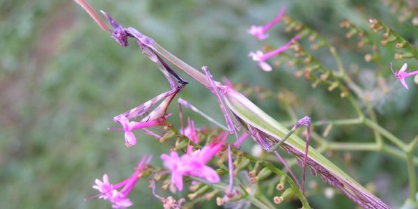 Bidsprinkhaan - Empusa Pennata